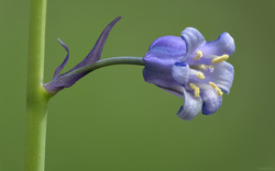 One Blue Bell