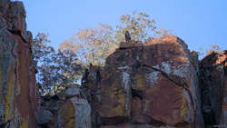 Baboons On Waterberg Plateau