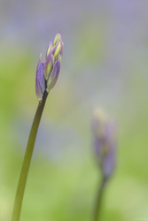 Bluebell Buds In May