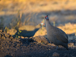 Guineafowl On Gold