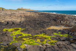 Bright Green Seaweed