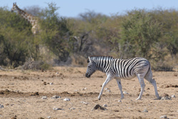 A Strolling Zebra