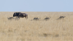 Blue Wildebeest At Rest