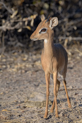 Namibia's Smallest Antelope