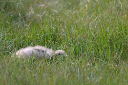 Hiding In The Grass