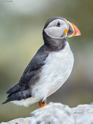 King Of The Farnes