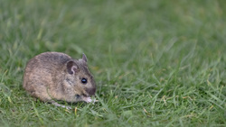 St Kilda Field Mouse