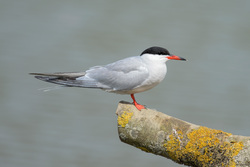 Common Tern On A Stick