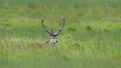 Stag At Rest