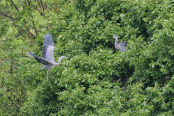 Grey Heron Colony