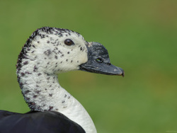 South American Comb Duck
