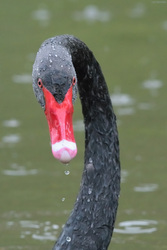 Black Swan In The Rain