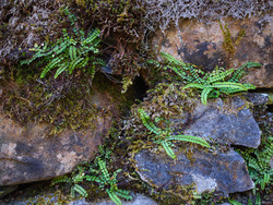 Growing From The Wall