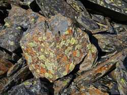 Slate and Lichen VII
