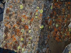 Slate And Lichen VIII