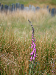 Wild Foxglove